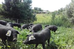 Ferme de la Bracadelle