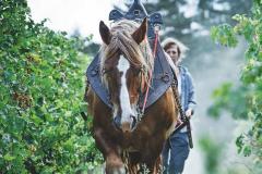 DOMAINE DU GRES VAILLANT