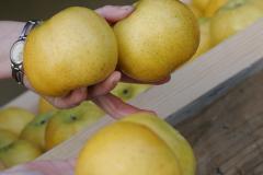 BERNARD SABATIER - POMME CM