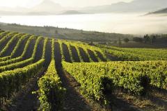 CAVES DU SIEUR D'ARQUES