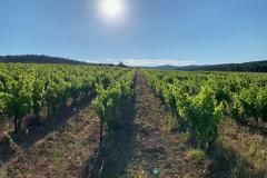 CHATEAU FABRE CORDON 