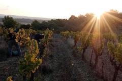 CHÂTEAU PRAT MAJOU GAY