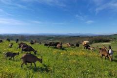 La colline aux chèvres