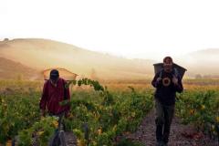 DOMAINE GRAND GUILHEM 