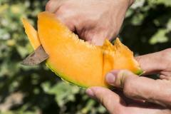 EARL CANGUILHEM PERE, FILS, FILLE