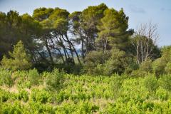 MASSAMIER LA MIGNARDE