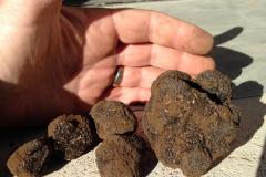 MONSIEUR GINIES ALAIN