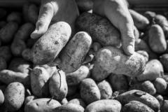 MONSIEUR SCABORO JACQUES