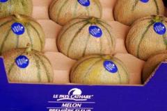 Melon première fleur