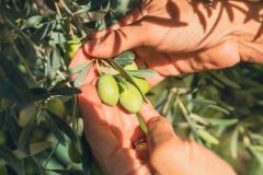 MOULIN A HUILE DE LA RESTANQUE