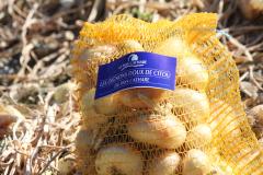 Oignons Doux de Citou Pays Cathare