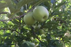 Philippe-Luc-Les-vergers-Luc