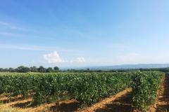 SESQUIERES-VIGNES-BEST