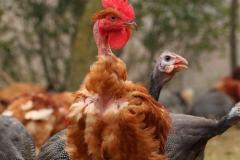 VOLAILLES DU PAYS CATHARE