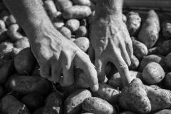 campagne-com-pc-2014-artigues-pomme-de-terre-credit-ludovic-charles-25