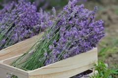 Les Collines de Besplas