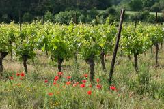 DOMAINE DE LA SAPINIERE