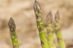 Asperges Pays Cathare