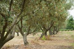 les-oliviers-d'en-bouquié