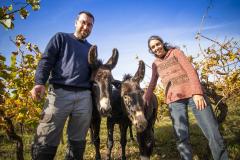 ribaute-2020-10-domaine-les-cascades-vigne-ane-incendie-by-c-deschamps-adt-aude