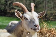 DOMAINE DE SOUSTROBE