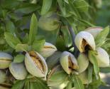 amandes sur arbre