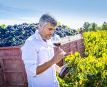 homme sentant un verre de vin dans les vignes