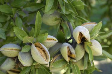 amandes sur arbre