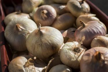 non de Citou marque Pays Cathare