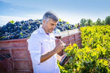homme sentant un verre de vin dans les vignes