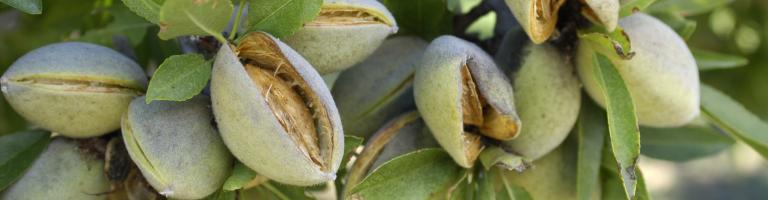 amandes sur arbre