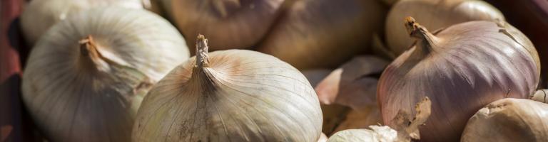 non de Citou marque Pays Cathare