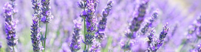 lavande