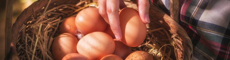 oeufs dans un panier