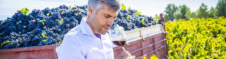 homme sentant un verre de vin dans les vignes