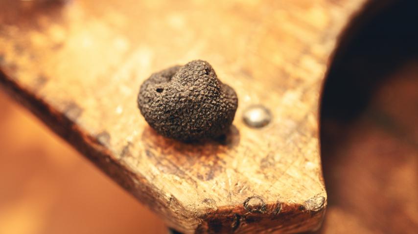 2019-01-truffe-cr-vincent-photographie-adt-aude