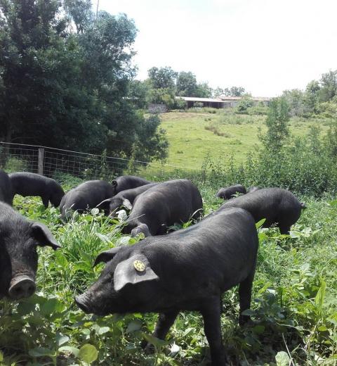 Ferme de la Bracadelle