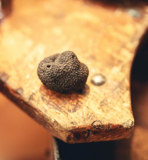 2019-01-truffe-cr-vincent-photographie-adt-aude