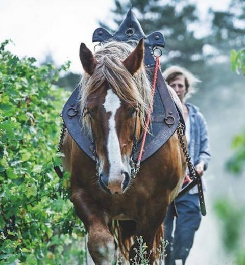 DOMAINE DU GRES VAILLANT