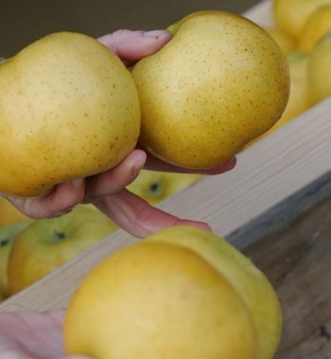 BERNARD SABATIER - POMME CM