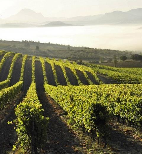 CAVES DU SIEUR D'ARQUES