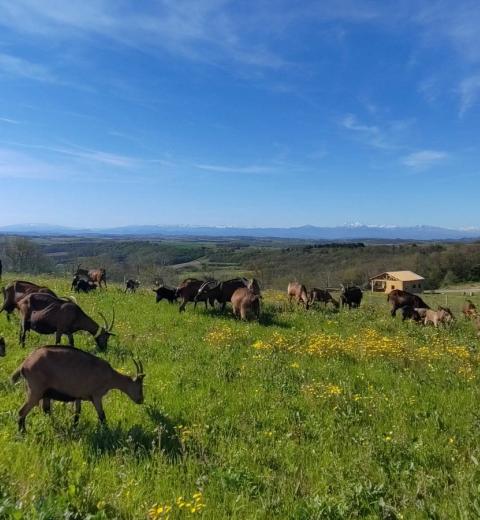 La colline aux chèvres