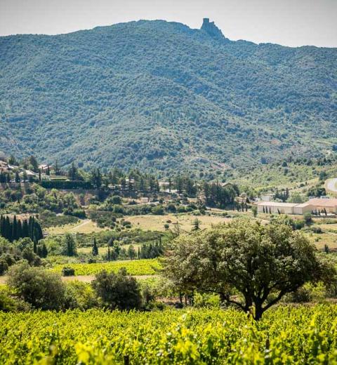 Domaine du Trillol-Cucugnan_10