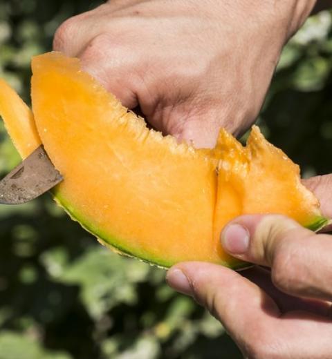 EARL CANGUILHEM PERE, FILS, FILLE