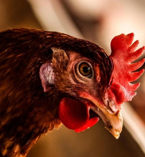 MONSIEUR PHILIPPE CARPENTIER