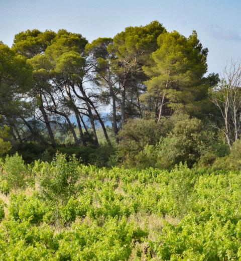 MASSAMIER LA MIGNARDE