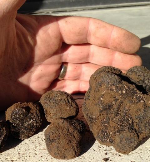 MONSIEUR GINIES ALAIN