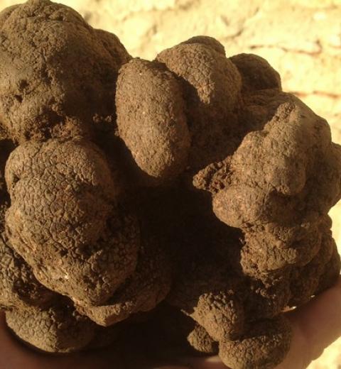 MONSIEUR RIGAUD JEROME