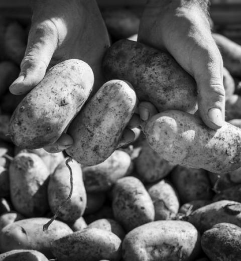 MONSIEUR SCABORO JACQUES