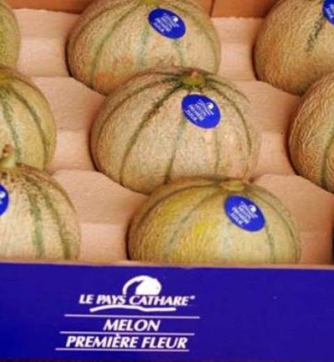 Melon première fleur